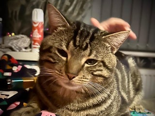 Domestic Shorthair cats - Advert 10