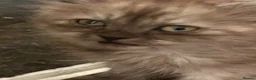 Mixed Breed cats for sale: Shorthair x Siberian  - Advert 5