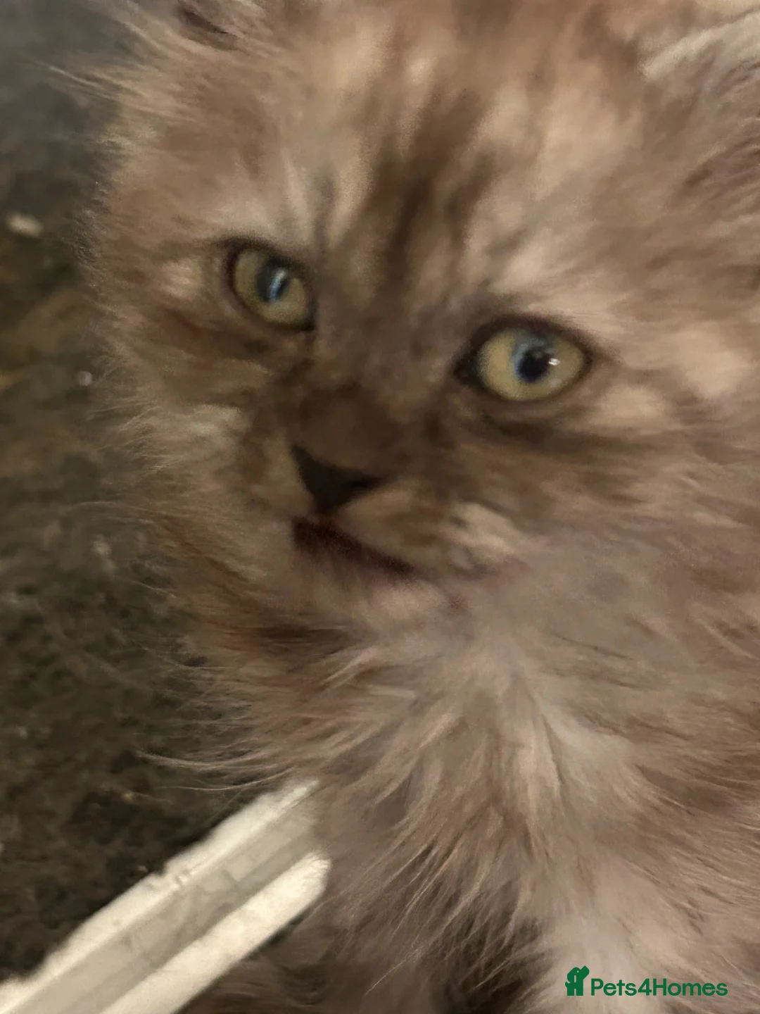 Mixed Breed cats for sale: Shorthair x Siberian  - Advert 5