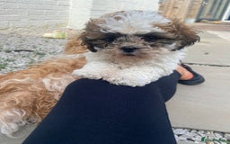 Shih Tzu dogs for sale: 1 beautiful shihtzu puppy  - Image 6