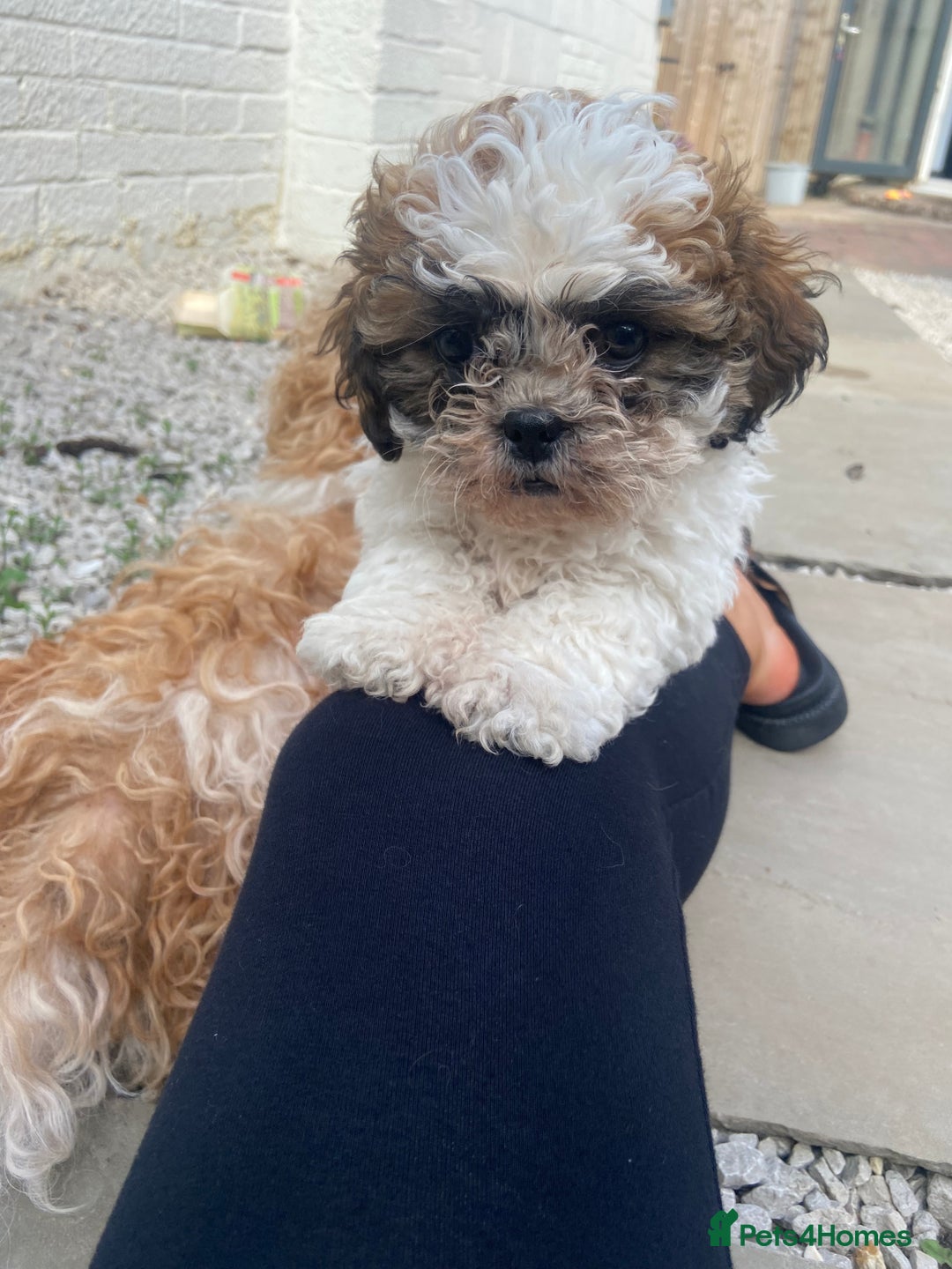 Shih Tzu dogs for sale: 1 beautiful shihtzu puppy  - Image 6