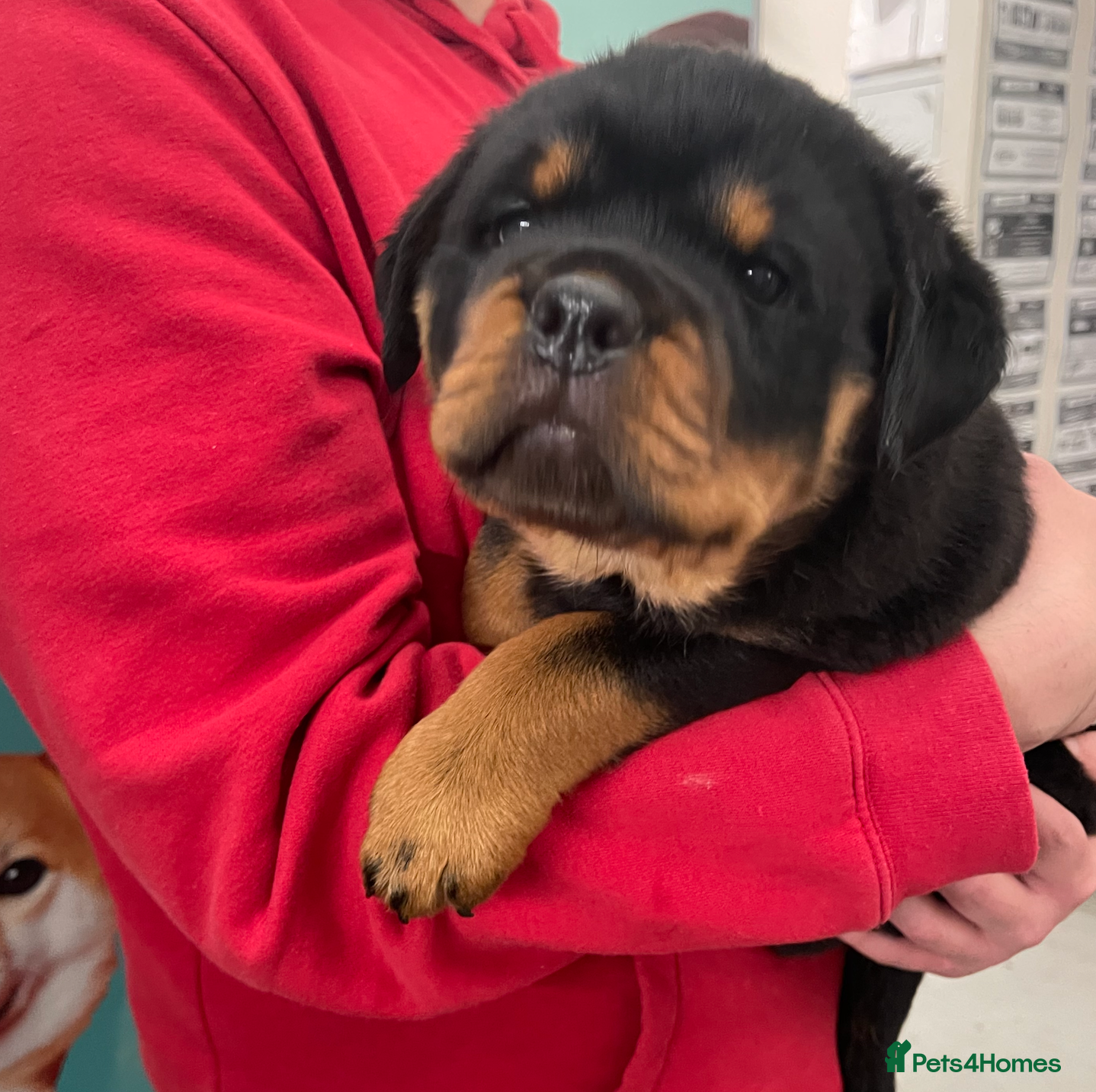 Rottweiler dogs 1 girl Rottweiler puppy for sale-Stunning Example - Advert 8