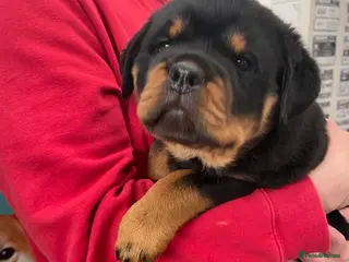 Rottweiler dogs 1 girl Rottweiler puppy for sale-Stunning Example - Advert 8