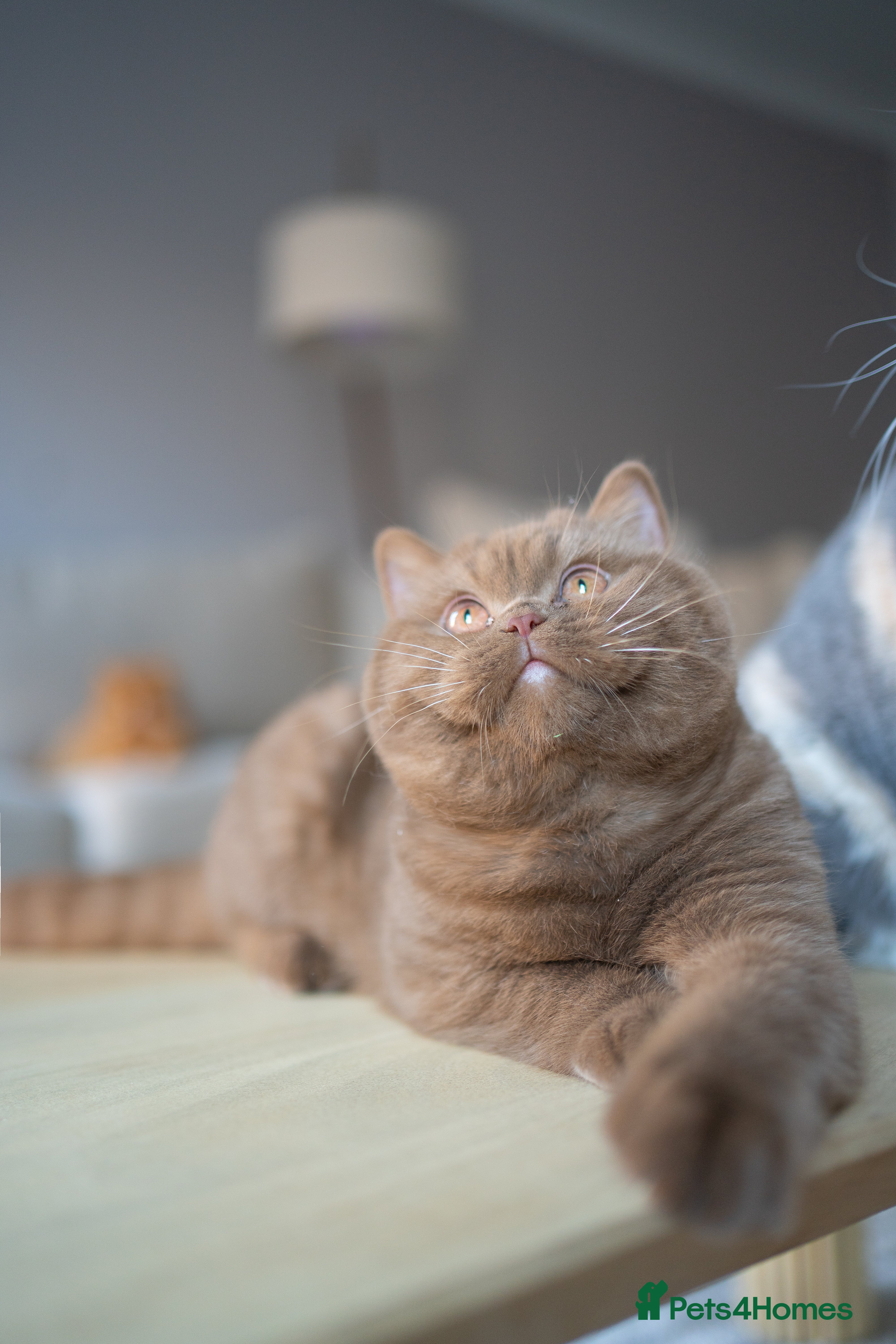 British Shorthair cats Ready now! Cinnamon & red bi colour kittens  - Advert 18