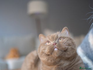 British Shorthair cats Ready now! Cinnamon & red bi colour kittens - Advert 18