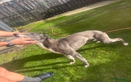 Lurcher dogs for sale: Lurches for sale  - Image 7