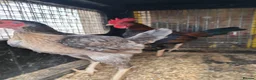 Chickens poultry for sale: Carlisle Old english game bantams  - Advert 2