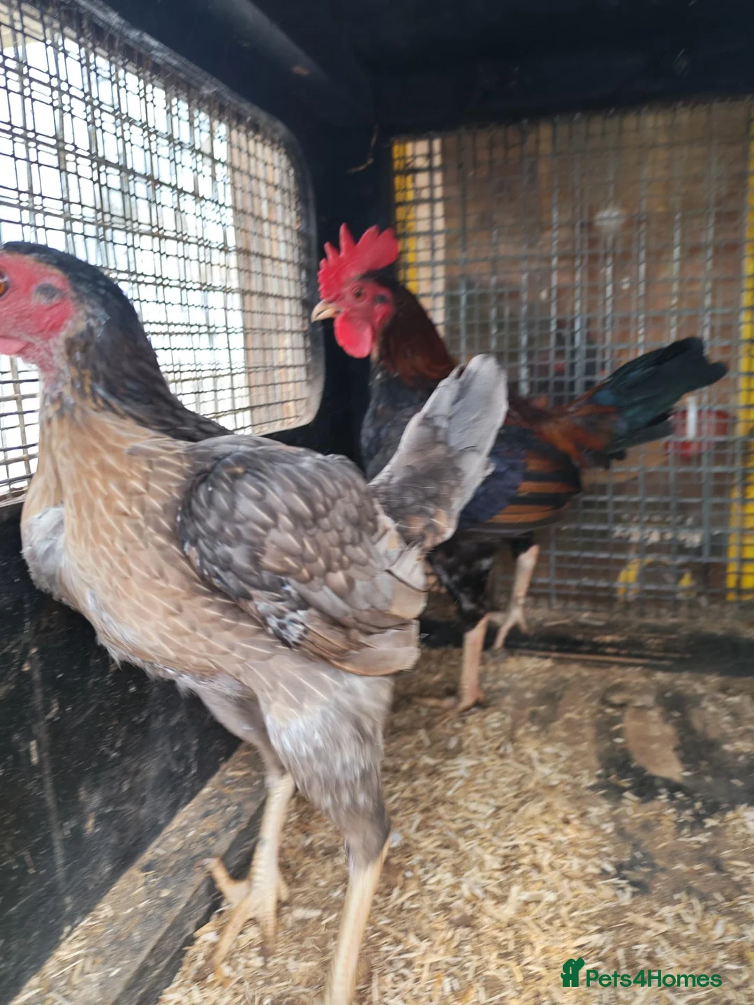 Chickens poultry for sale: Carlisle Old english game bantams  - Advert 2