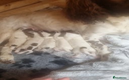 English Springer Spaniel dogs for sale: 1 boy springer spaniel  - Image 6