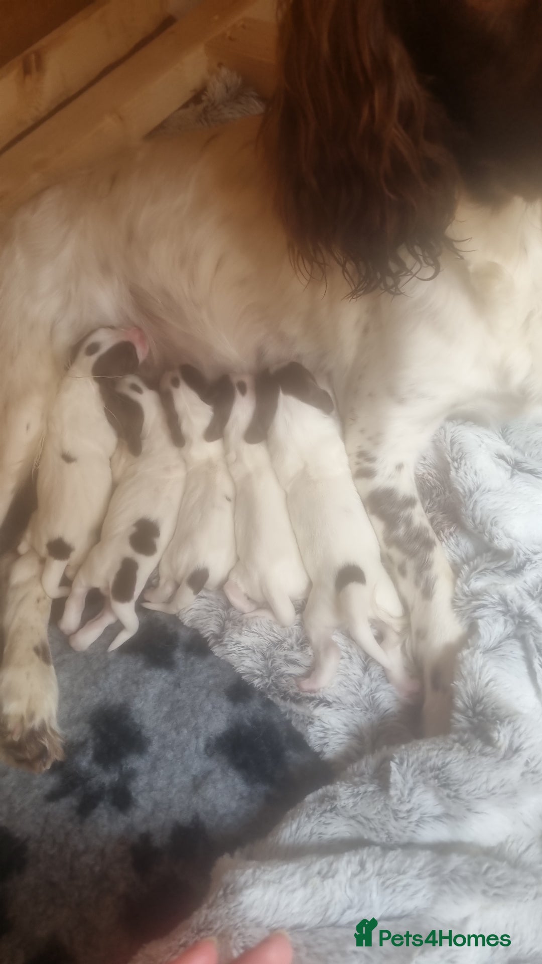 English Springer Spaniel dogs for sale: 1 boy springer spaniel  - Image 6