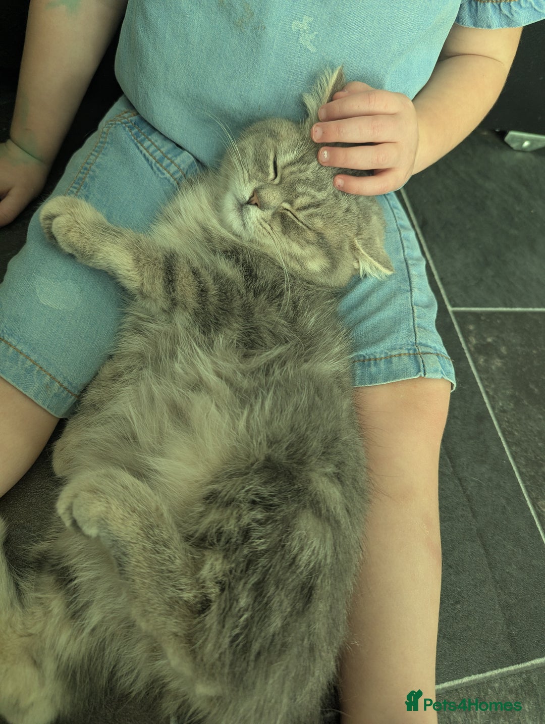 British Shorthair cats for sale: 🐾 charming pure British shorthair kittens 🐾 - Image 4