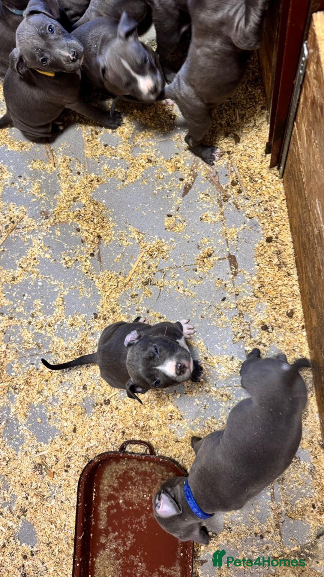 Staffordshire Bull Terrier dogs for sale: 🐶🐾Staffordshire puppies ❤️🐶 - Image 29