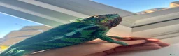 Chameleon reptiles for sale: Ambanja chameleon with full set up  in Luton - Advert 3