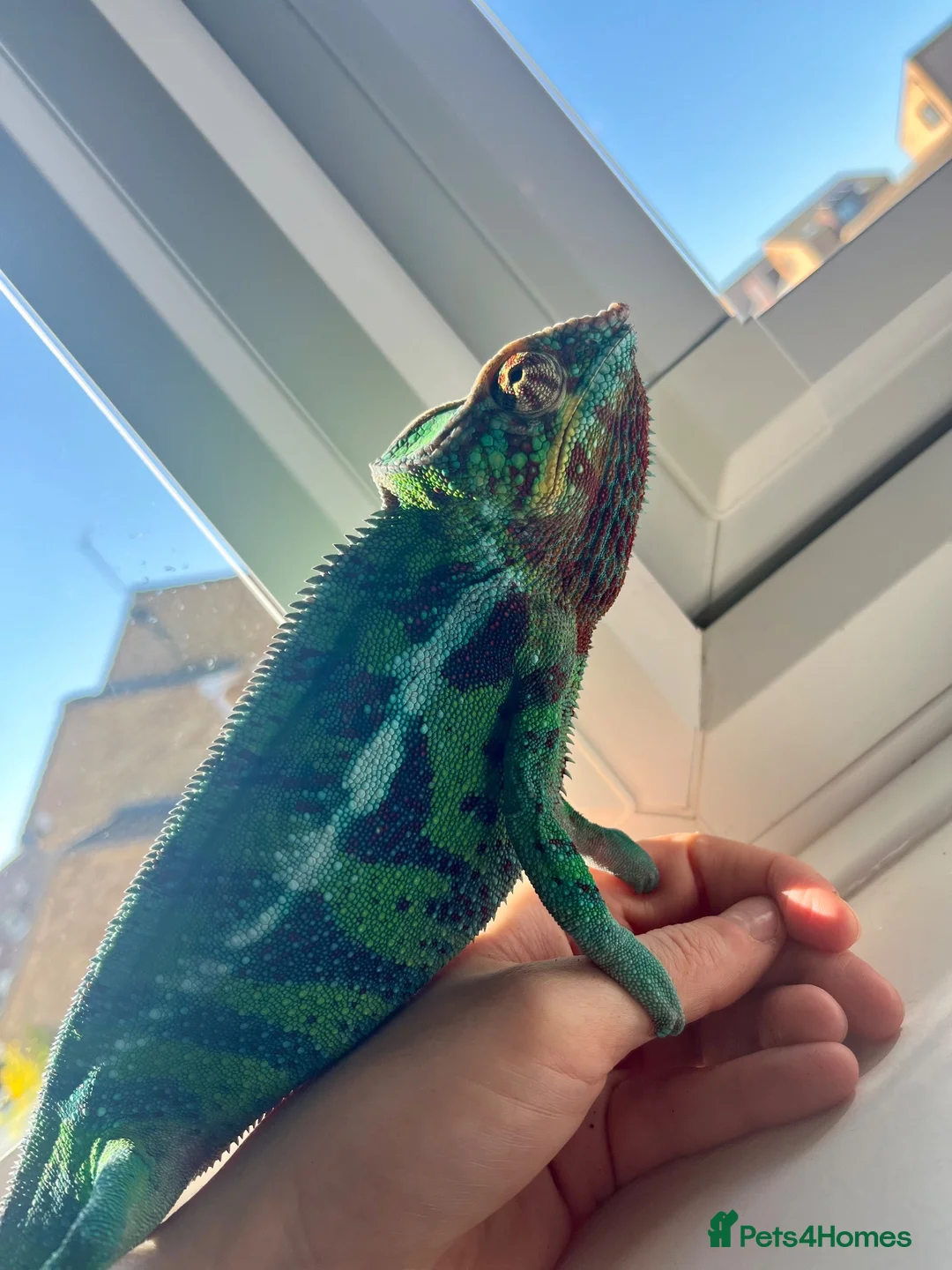 Chameleon reptiles for sale: Ambanja chameleon with full set up  in Luton - Advert 3