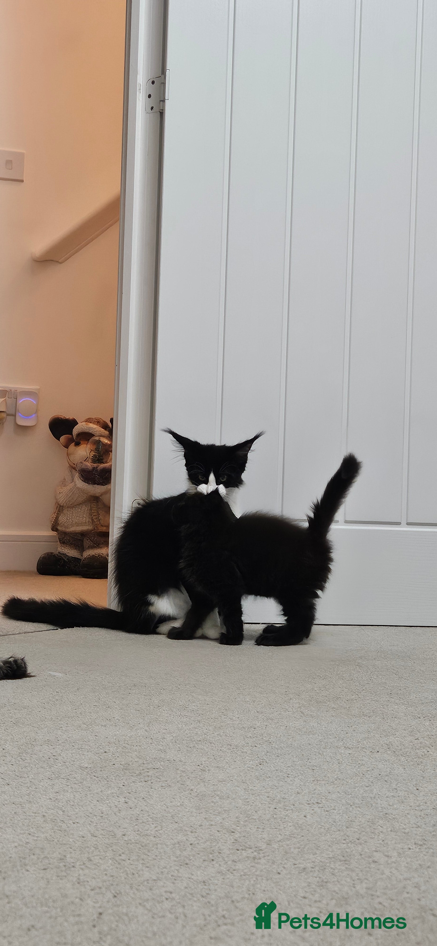 Maine Coon cats Giants TICA and GCCF Maine Coon registered  - Advert 6