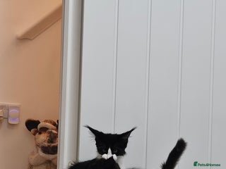 Maine Coon cats Giants TICA and GCCF Maine Coon registered - Advert 10