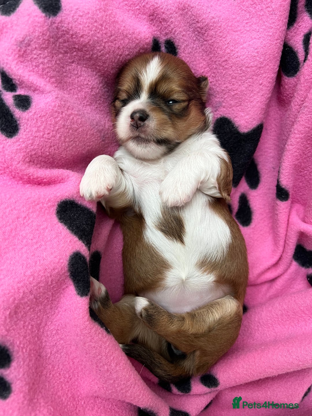 Lhasa Apso dogs for sale: Beautiful Lhasa apso puppies 🐶  - Image 33