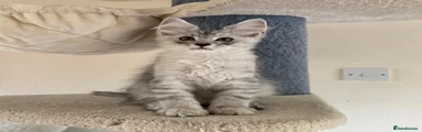 Maine Coon Kitten 1