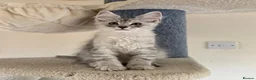 Maine Coon cats for sale: Mackerel tabby boys  - Advert 11