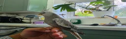 Cockatiels birds for sale: Two 4-Month-Old Hand-Raised Cockatiels in Huddersfield - Advert 3