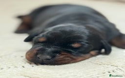 Dobermann dogs for sale: Champion European Doberman Puppies Kc-reg  - Advert 5