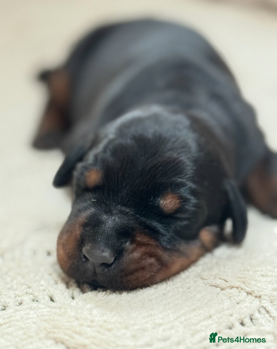 Dobermann dogs for sale: Champion European Doberman Puppies Kc-reg  - Advert 5