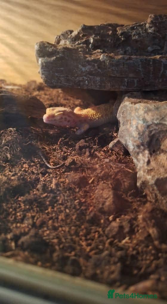 Leopard Gecko reptiles Male and female leopard gecko - Advert 2