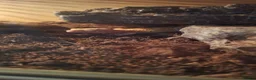 Leopard Gecko reptiles for sale: Male and female leopard gecko in Worthing - Advert 1
