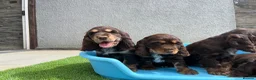Cocker Spaniel dogs for sale: ⭐️ Health tested KC reg show type cocker 🐶  - Advert 9