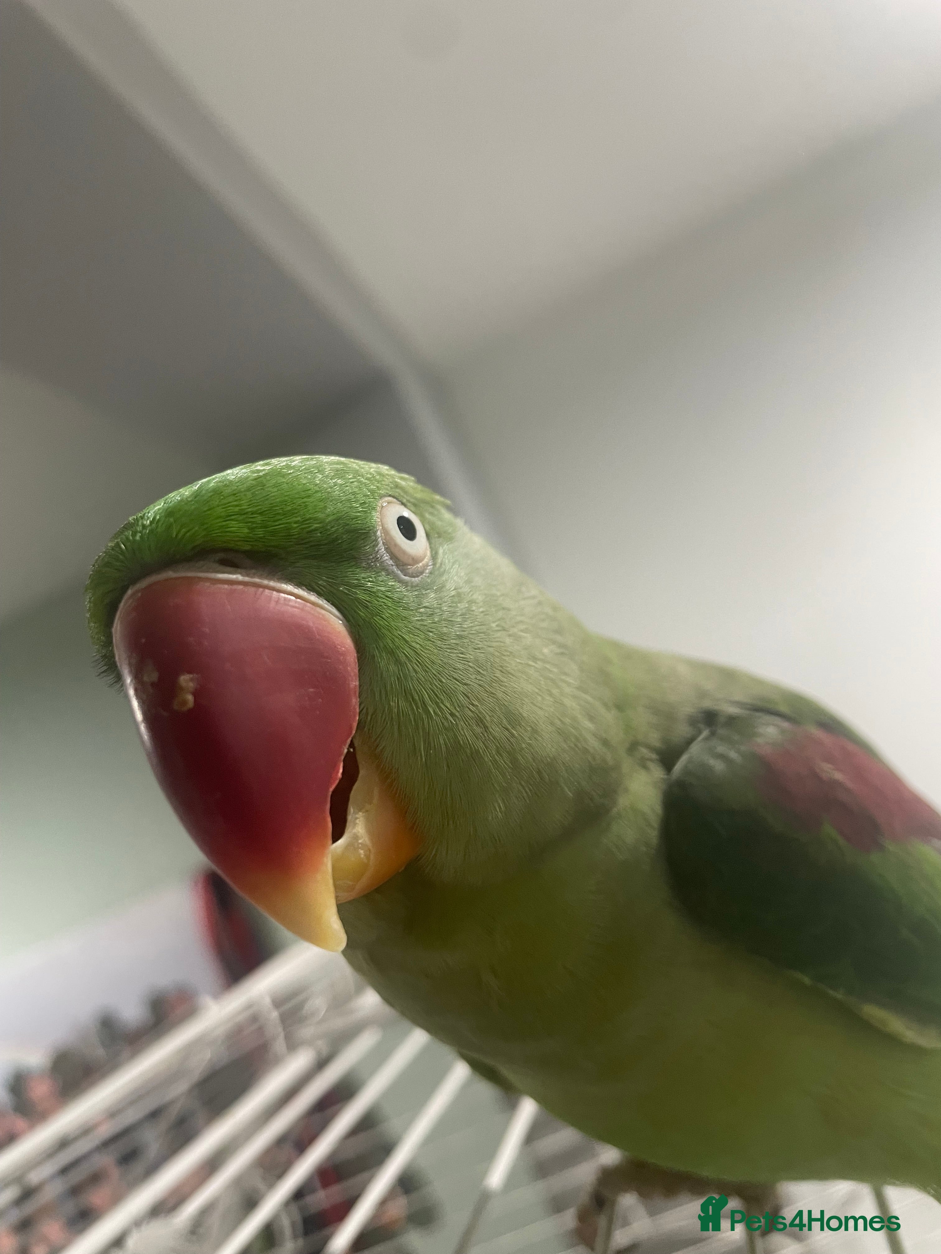 Parrots birds Stunning female alexandrine IVY - Advert 2