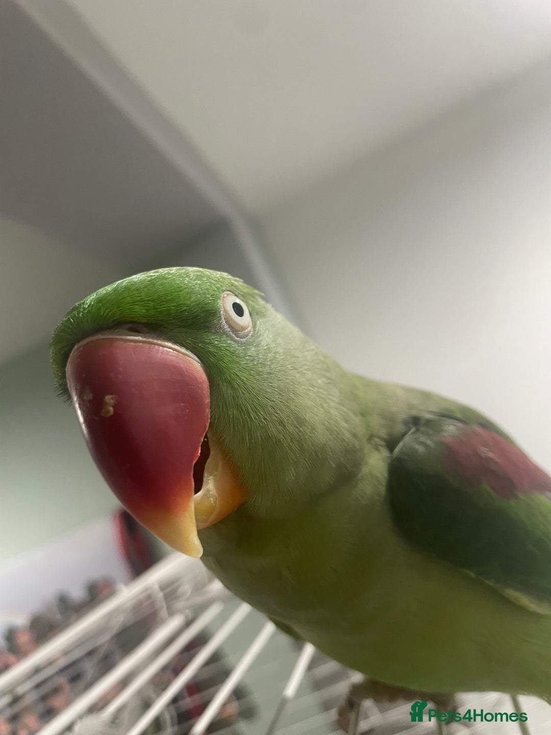 Parrots birds for sale: Stunning female alexandrine IVY - Advert 1