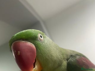 Parrots birds Stunning female alexandrine IVY - Advert 2