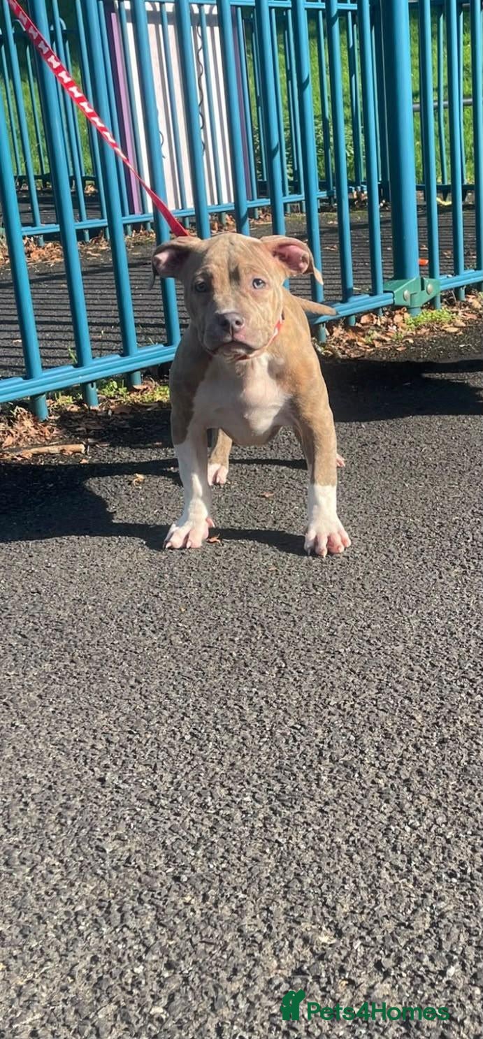 American Bully dogs Pocket bullies Last remaining pup reduced price❤️ - Advert 5