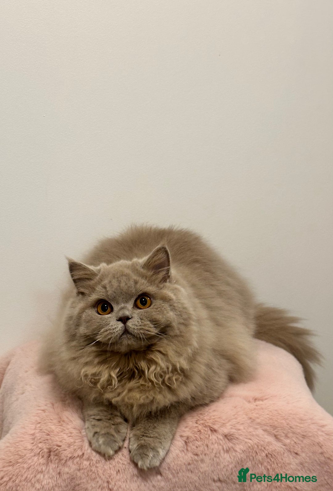 British Longhair cats for sale: Ready 🐻British Longhair chunky kittens💎🧸 - Advert 6