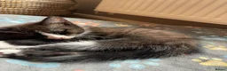 British Shorthair cats for sale: Gorgeous 9 Week Old Black & White Male Kitten - Advert 4