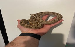 Snake reptiles for sale: Hognose Breeding Pair and Babies - Image 1