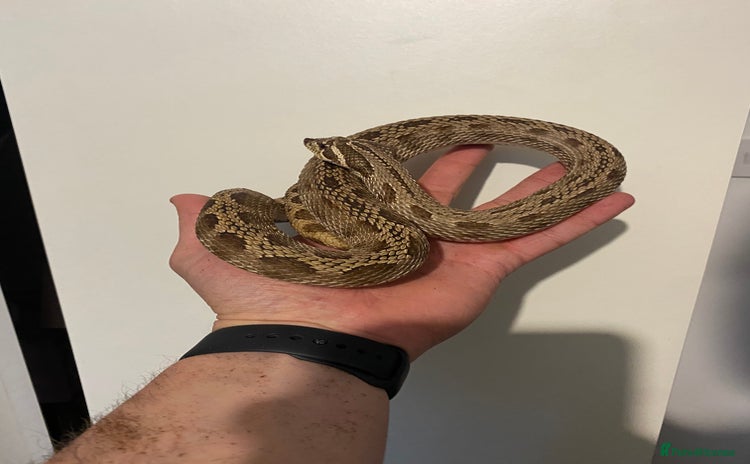 Snake reptiles - Advert 1