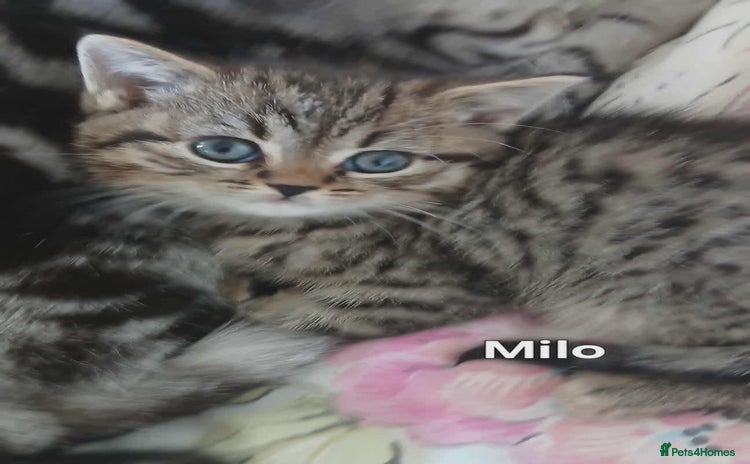 British Shorthair cats - Advert 8