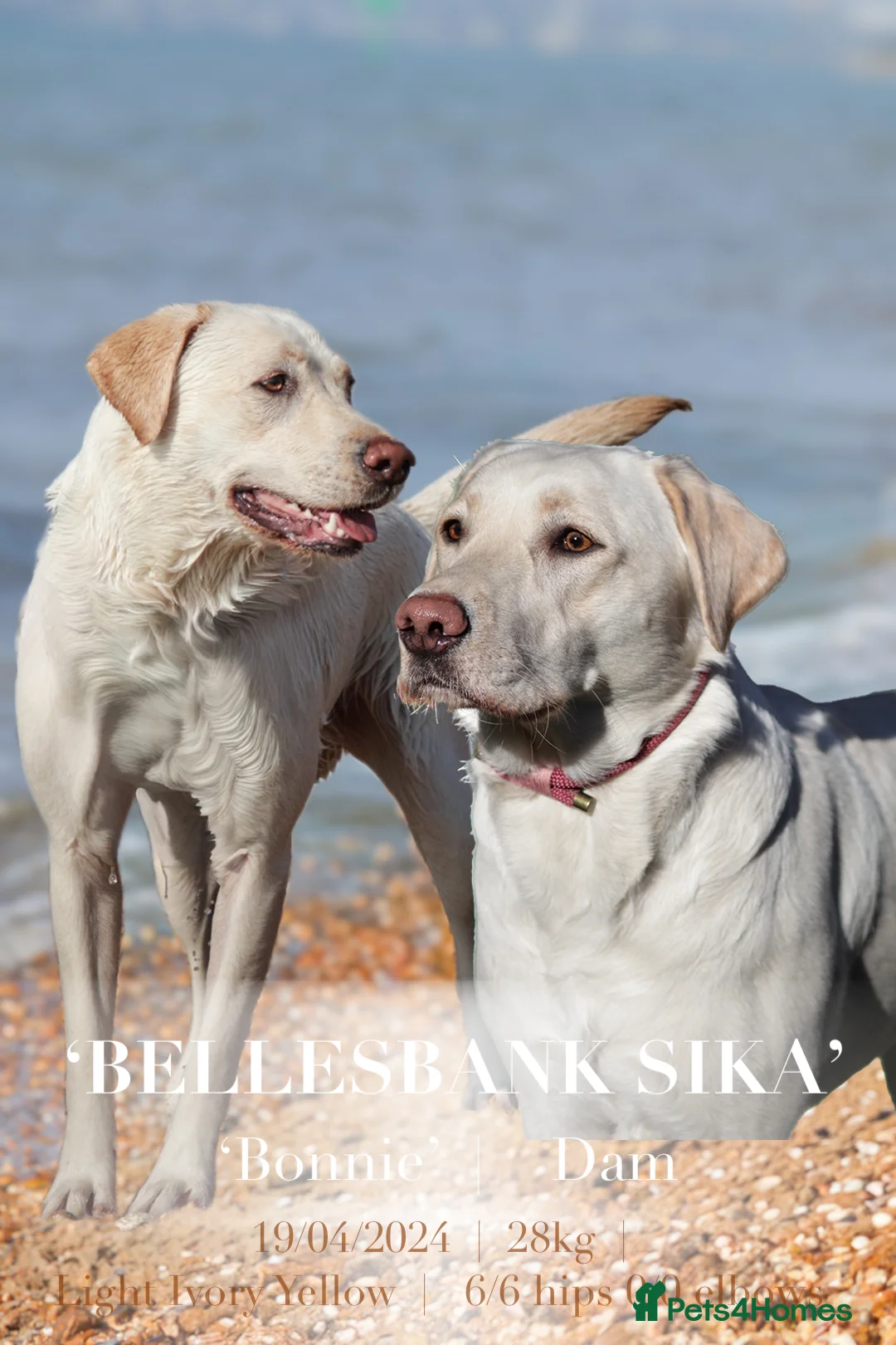 Labrador Retriever dogs for sale: Fully Health Tested Labradors-Waiting list open! - Advert 1