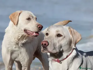 Labrador Retriever dogs Fully Health Tested Labradors-Waiting list open! - Advert 1