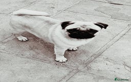 Pug dogs for sale: Adorable Fawn Black mask Pug Female - Image 2