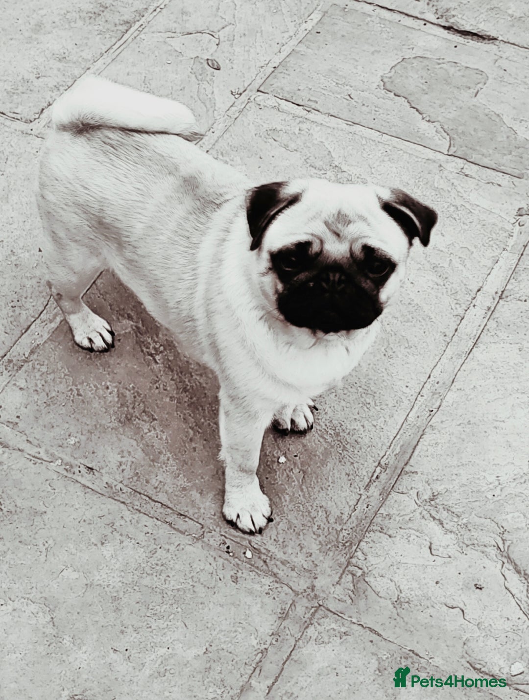 Pug dogs for sale: Adorable Fawn Black mask Pug Female - Image 2