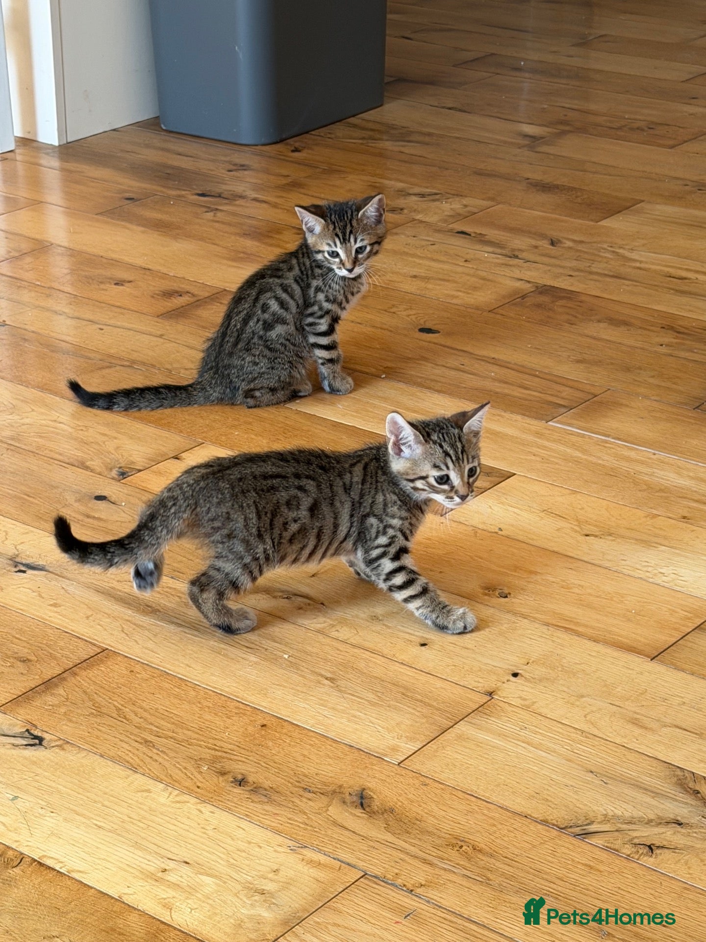 Bengal cats Beautiful Bengal x kittens  - Advert 15