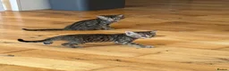 Bengal cats for sale: Beautiful Bengal x kittens  - Advert 14