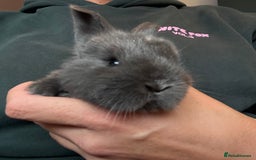 Mini Lop rabbits for sale: Pure Bred Mini Lop babies - Advert 34