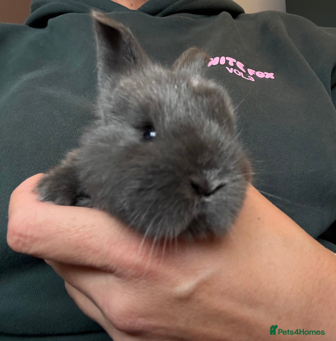 Mini Lop rabbits for sale: Pure Bred Mini Lop babies - Advert 34