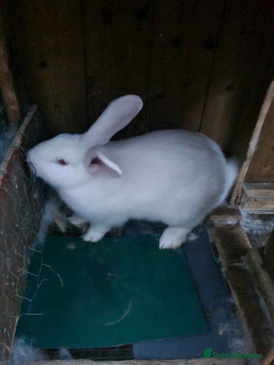 New Zealand rabbits for sale: Adult Female & 2 young females 1 young male  - Image 3