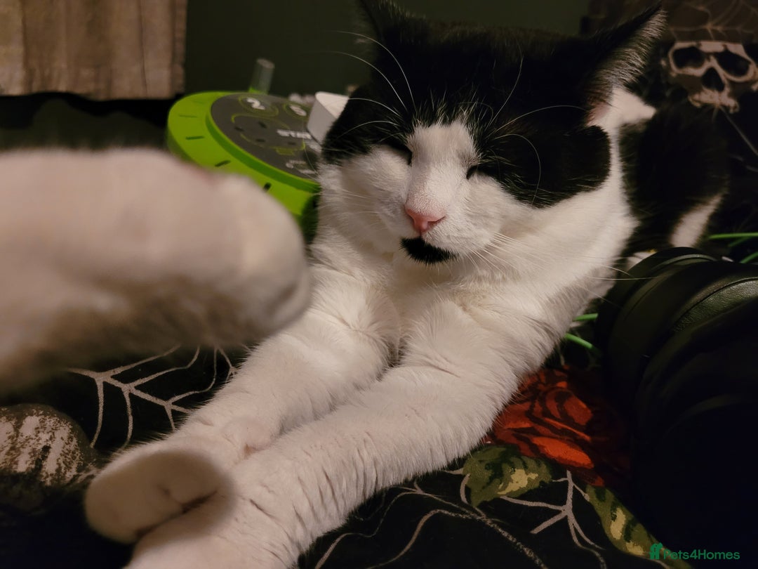 British Longhair cats for sale: Male Cat for sale  - Advert 2