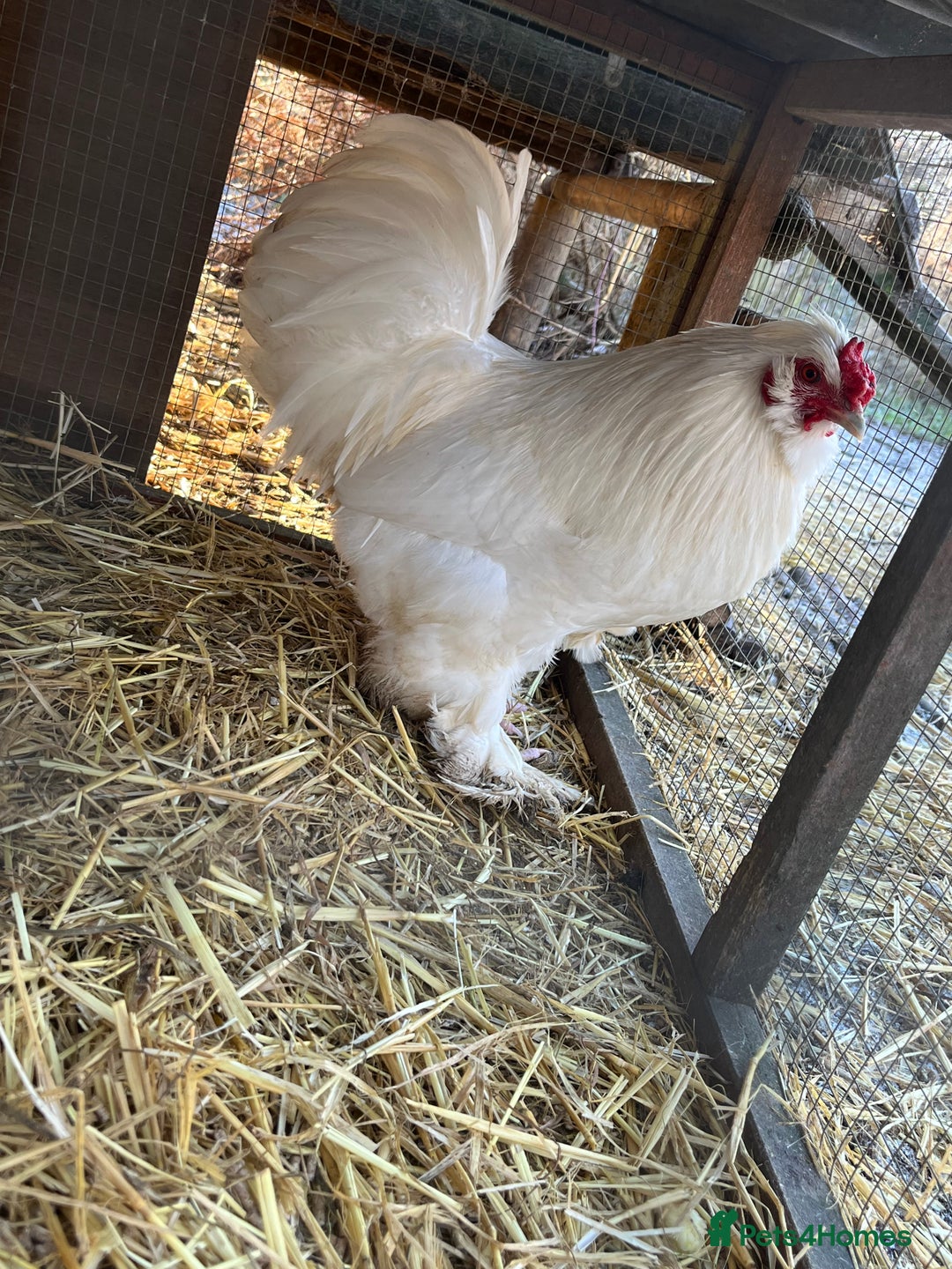 Chickens poultry for sale: Silkie cockerel - Advert 2