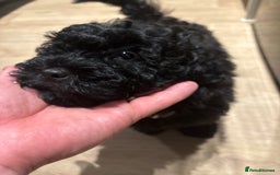 Shihpoo dogs for sale: Shihpoo puppy - Advert 3
